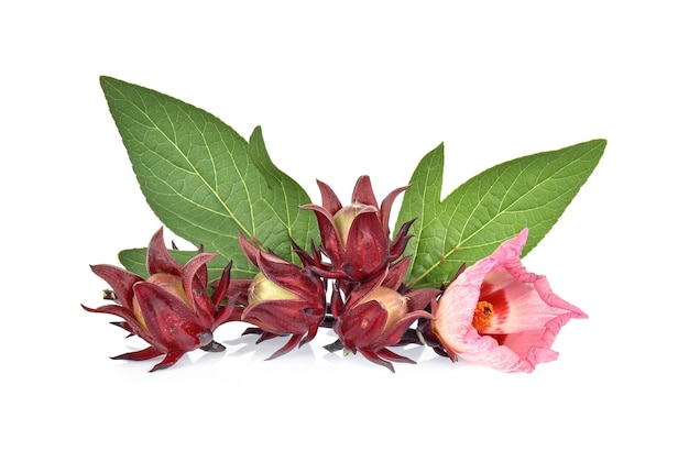 Roselle hibiscus and green leaf on white background