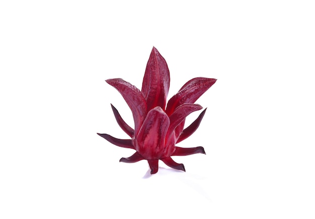 Roselle Hibiscus sabdariffa red fruit flower on white background.