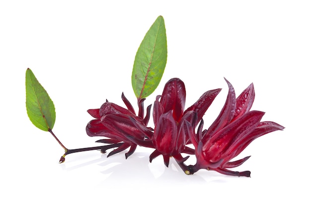 Roselle Hibiscus sabdariffa red fruit flower on white background