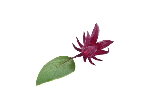 Roselle with leaves on white background