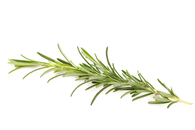 Rosemary bio herb on the white surface.