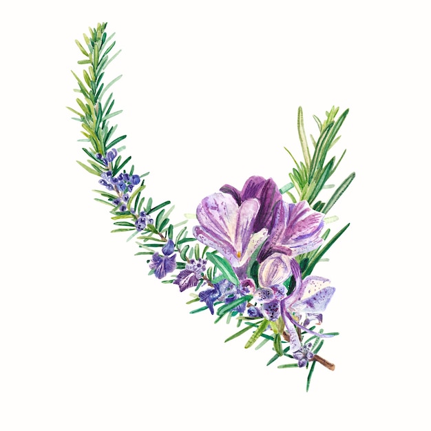 Rosemary blooms Watercolor illustration Realistic botanical objects