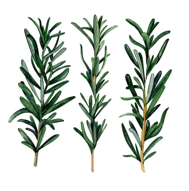 Rosemary branch watercolor hand painted isolated on white background