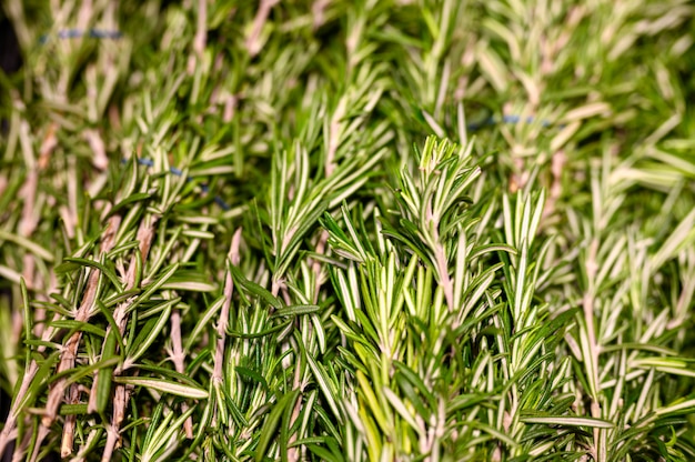 Photo rosemary bunches of aromatic herbs cooking seasoning close up