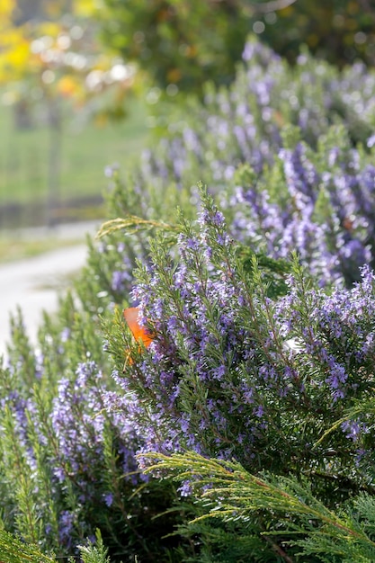 Rosemary bush Rosmarinus officinalis with lilac flowers blooms on a sunny autumn day closeup