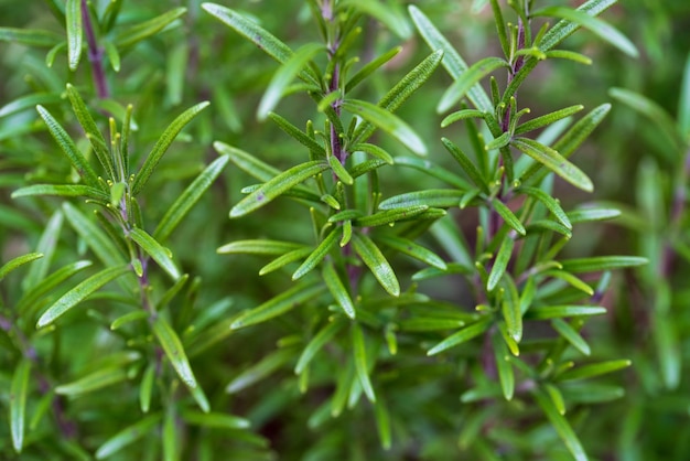 Rosemary bush