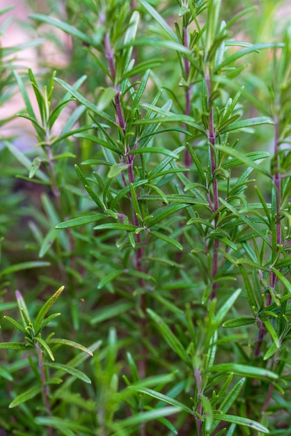 Rosemary bush