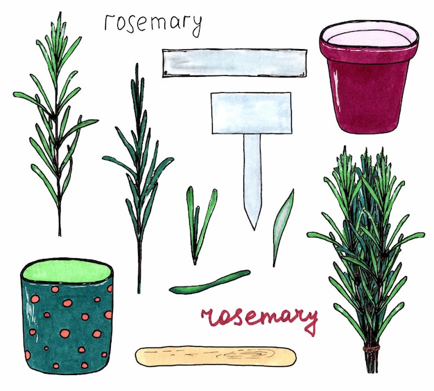 Rosemary green herb branches with green leaves Isolated on white background Marker hand drawn sketch Set of herbs in pots Green aromatic plants in flowerpot Botanical sketch