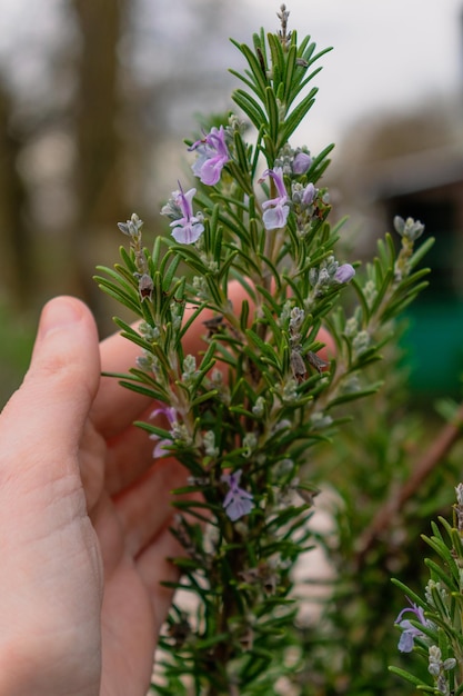 Rosemary herb blossoming in the garden blue and purple rosmarinus officinalis