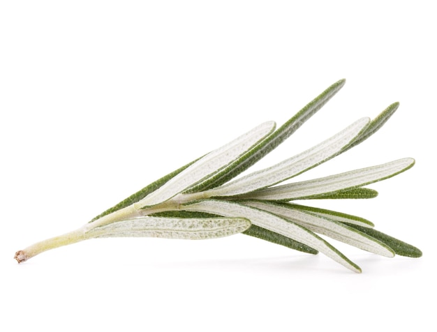 rosemary herb spice leaves isolated on white background cutout