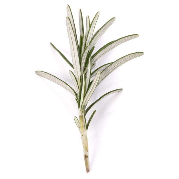 Rosemary herb spice leaves isolated on white background cutout