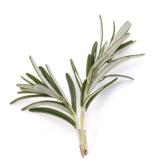 Rosemary herb spice leaves isolated on white background cutout