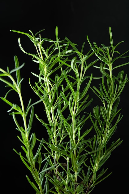 Rosemary isolated on black background an intense in flavour and popular herb in Mediterranean cuisi