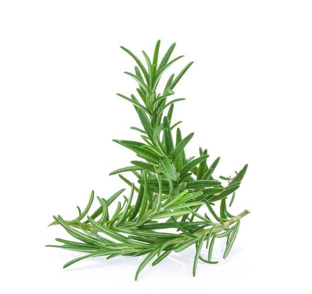 Rosemary isolated on white background