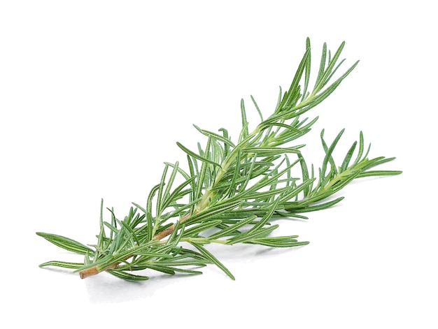 Rosemary isolated on white background