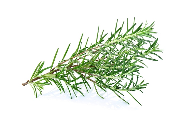 Rosemary isolated on white background