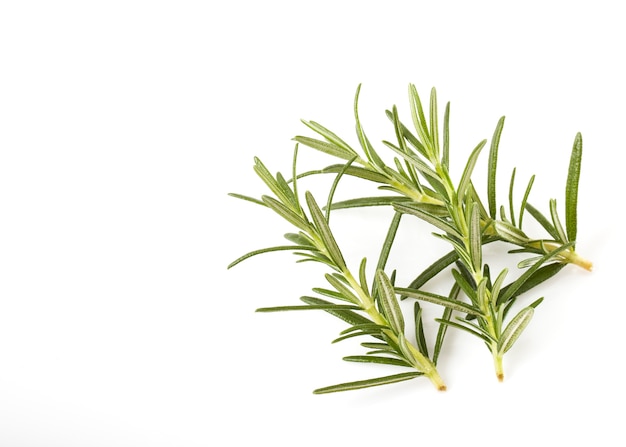 rosemary isolated on white background