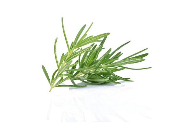 Rosemary isolated on white background