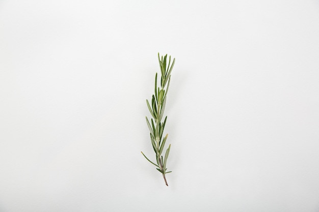 Rosemary isolated in white background