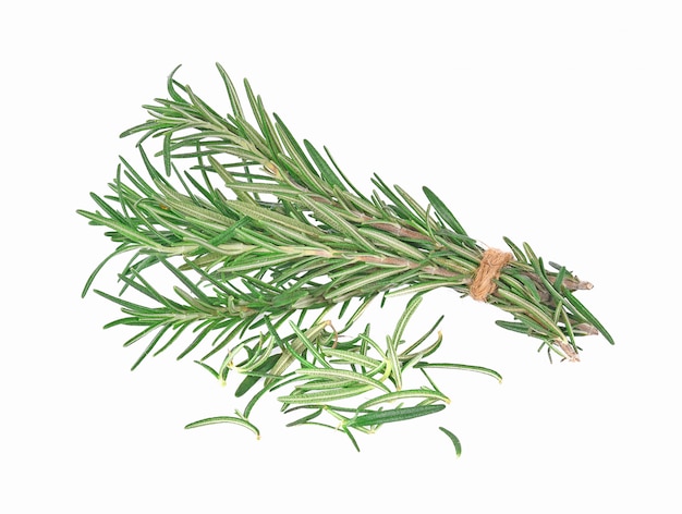 Rosemary isolated on white background