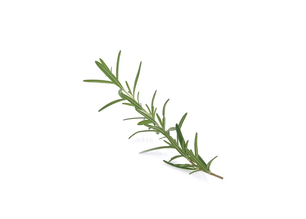 Rosemary isolated on white