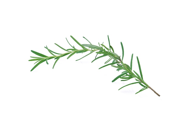 Rosemary isolated