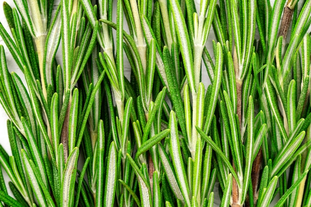 Rosemary macro rosemary branch