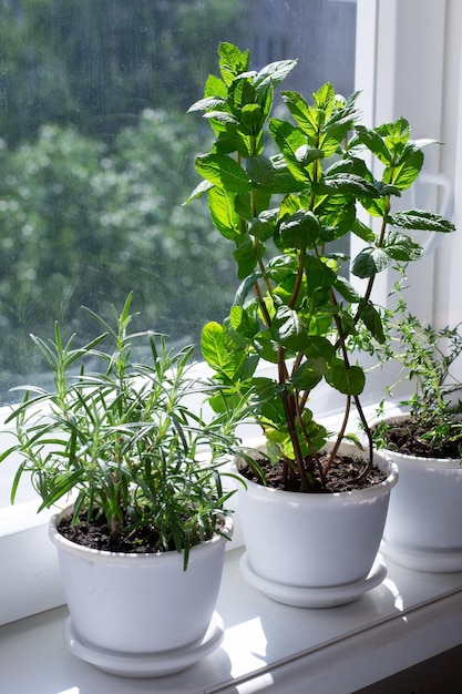 Rosemary mint tyme in pots on window sill