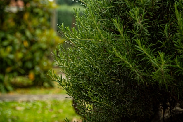 Rosemary plant detail in a garden in spring time