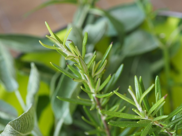 Photo rosemary rosmarinus plant