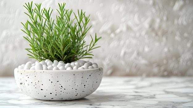 Rosemary sprigs in white travertine pot smooth white pebbles minimalist composition white marble bac