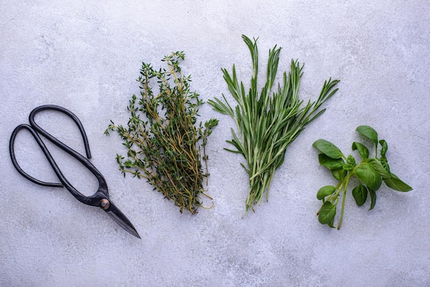 Rosemary thyme and basil Fresh garden herbs