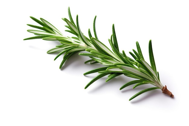 Rosemary On White Background Generative AI