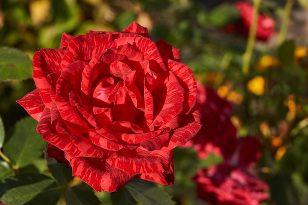 Photo roses are blooming in the garden of the country house. autumn.