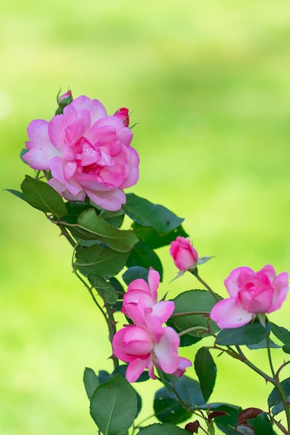 roses blooming on bushes in the garden, plant background