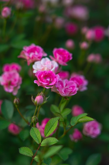 Photo roses blooming on bushes in the garden plant background