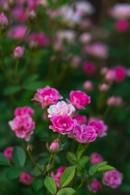 Photo roses blooming on bushes in the garden plant background