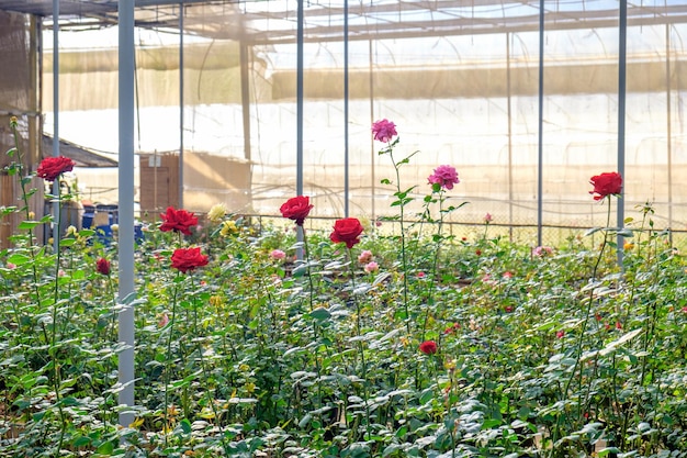 Roses bush garden in plant