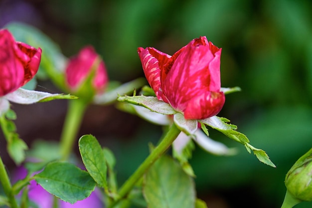 Roses on a bush in a garden