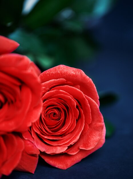 Roses close up. Beautiful roses on dark background