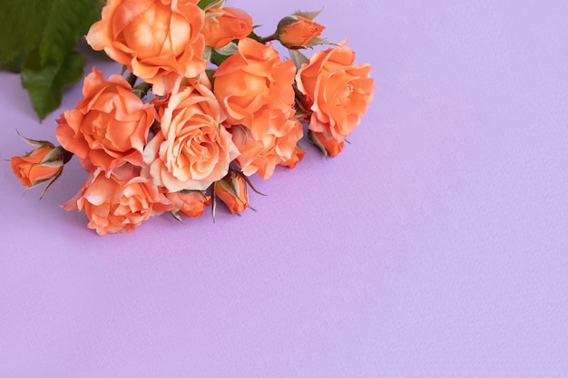 Roses on a delicate lilac background. Copy space 