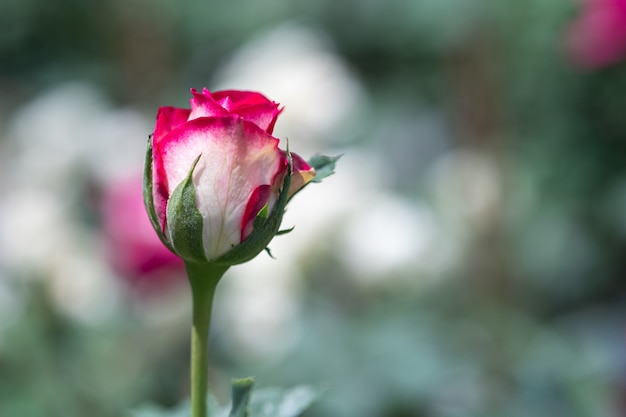 Roses  flower with blurred nature background in the outdoor garden.