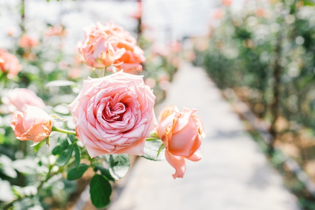 Roses flowers bloom in summer in the garden roses Beautiful roses flowers close up