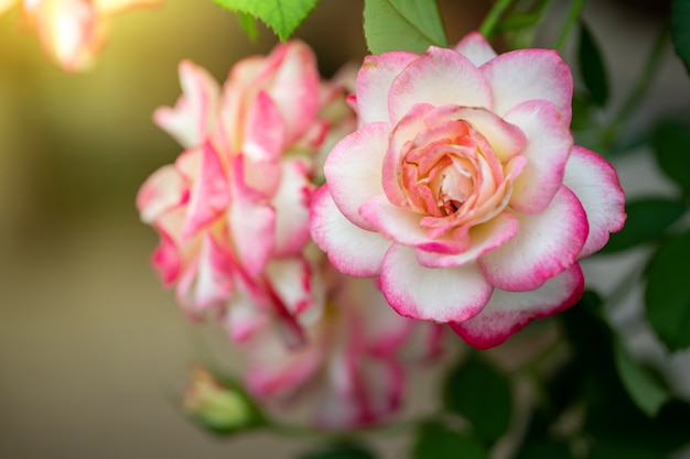 Roses in the garden,   beautiful sunny day.