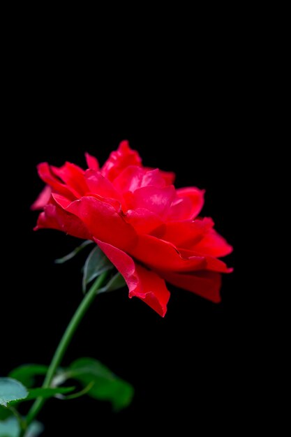 The roses in the garden have a black background.