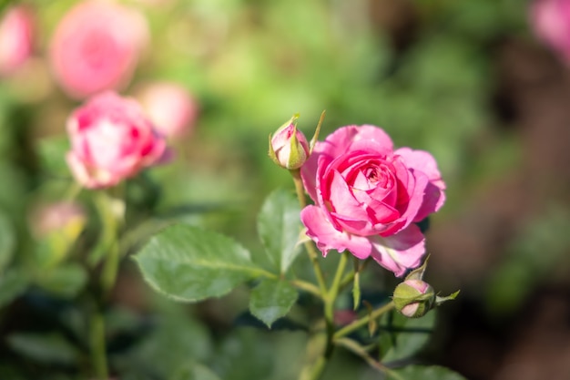 Roses in the garden, Roses are beautiful with a beautiful sunny day.