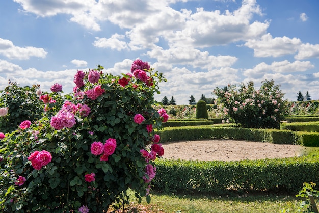 Roses garden in sunny summer day.