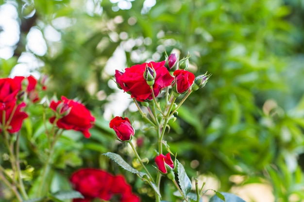 Roses in the garden