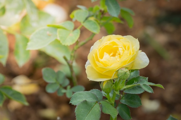 Roses in the garden 