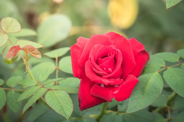 Roses in the garden 